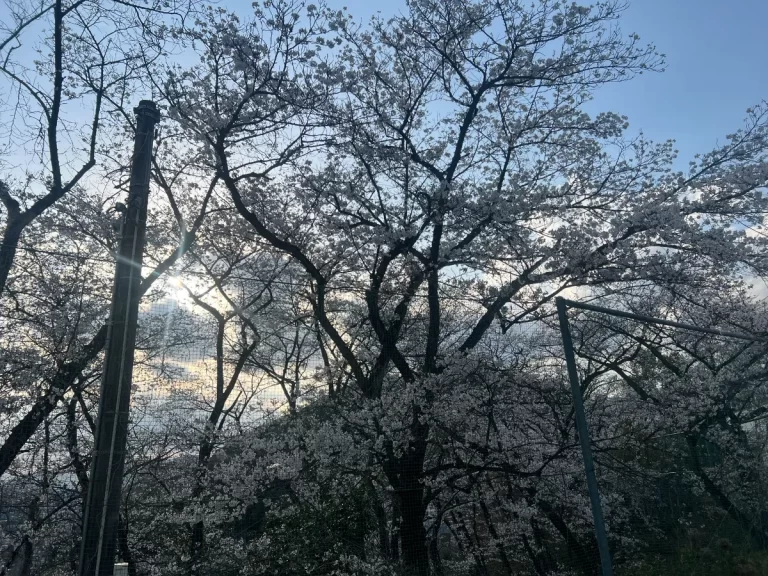 🌸新年度スタート🌸