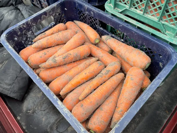 【2年探究】農家見学（戸山の郷中王）